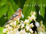 جیک جیک و آواز خواندن پرندگان در جنگل بهاری | دنیای حیات وحش