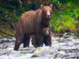 کلیپ حیوانات حیات وحش _ شکار خرس قهوه‌ای در رودخانه