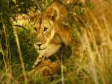 مستند حیات وحش شیر ها در قلمرو بوفالو ها