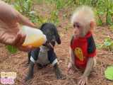شیر دادن به توله سگ و بچه میمون