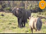 شگفت انگیزترین  جنگ حیوانات ||   نبرد شدید فیل علیه کرگدن  || حیات وحش 1400