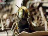 مستند حیات وحش آیین جفت گیری زنبور / حیوانات وحشی جهان