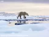 شکار خوک دریایی توسط خرس قطبی