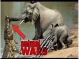 فیل کروکدیل بزرگ را می کشد !!! جنگ حیوانات