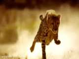 جنگ حیوانات وحشی :: تماشای بهترین کلیپ های یوزپلنگ که طعمه خود را می گیرند !!