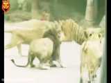 هجوم چهار شیر به یک ببر ماده