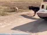 کلیپ حیوانات وحشی ::: شیرها و توریستها در حال شکار گوزن یالدار