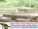 حمله و شکار حیوانات / شکار سگ نخون بخت توسط جگوار / حیوانات