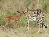 نبرد حیوانات حیات وحش _ شکار ایمپالا توسط یوزپلنگ