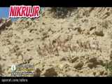 گله قوچ اوریال در صخره‌های پارک ملی گلستان