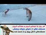 حمله و شکار حیوانات / گیر افتادن شیر کوهی در بین سگ های نگهبان