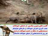 کلیپ حمله حیوانات / قاپیدن شکار کفتار توسط سلطان جنگل / حیوانات