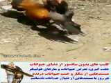 کلیپ جنگ حیوانات / تنبیه سخت کلاغ توسط مرغ / حیوانات وحشی