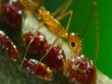 شکار خرچنگ قرمز توسط مورچه های زرد رنگ