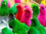 جوجه های رنگی زیبا برای بچه ها