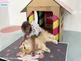 Naughty BiBi plays happily with Ody cat