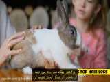بیماری های پوستی خرگوش خانگی - ریزش مو در خرگوش - خارش در خرگوش