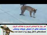 مستند رازبقا حیوانات / گیر افتادن شیر کوهی در بین سگ های نگهبان