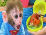سوپرایز شدن بچه میمون با تخم مرغ شانسی