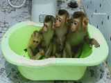 حمام کردن 4 میمون شیطون و خشک کردن
