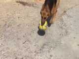 توپ بازی با تیدا سگ باهوش