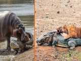5 حیوانی که می توانند به راحتی تمساح را از بین ببرند