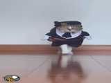 مدلینگ گربه با ژست و لباس های مختلف
