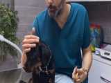 معاینه یک سگ و صحبت راجع به بیماری کشنده پاروو