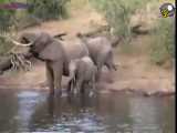 حمله کروکودیل به فیل