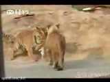 شکست شیر از ببر (جذاب)