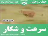 حیات وحش / سرعت و شکار حیوانات / جنگ و شکار حیوانات / حیوانات