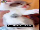 بچه گربه ی کیوت
