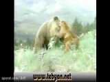 جنگ خرس شیر و حس مادرانه شیر کوهی