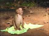 بچه میمون بسیار خوشگل و بامزه با پیشرفته ترین شیرن کاری ها درجستجوی مادر 2 HD