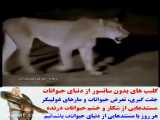 مستند حیات وحش / کلیپ جدید حیوانات / انتقام سخت ماده شیر از کفتار