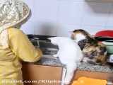 گربه درحال ظرف شستن