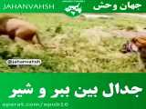حمله حیوانات وحشی / جدال بین ببر و شیر / نبرد حیوانات