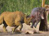 کرگدن غول پیکر در مقابل شیر - مستند حیات وحش