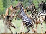 مستند حیات وحش - شکار یوزپلنگ و شکارچی - راز بقا