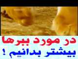 مستند حیات وحش / در مورد ببر ها بیشتر بدانیم / کلیپ حیوانات