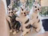 گربه های ملوس خوشگل