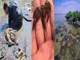 صید ماهی و موجودات عجیب غریب دریایی از ساحل و دریا - قسمت 6