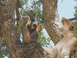 مستند حیات وحش - شکار توله شیر توسط بابون - راز بقا