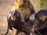 نبرد هیجان انگیز شیر و بوفالو - مستند حیات وحش