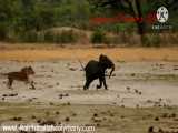 شکار یک فیل آفریقایی توسط ۲ شیر آفریقایی