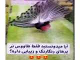 ویدیو باحال فالو =فالو