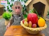 لذت بردن بچه میمون از میوه های رنگارنگ