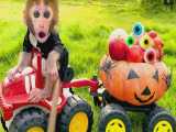 بازی کردن میمون و‌ توله سگ با ماشین کدو تنبل هالووین