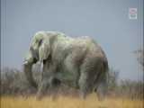 حیوانات وحشی جهان :: ده حیوان عظیم الجثه که باور تان نمیشود وجود داشته باشند