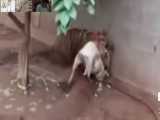 کشتن سگ پیتبول توسط توله ببر بنگال
